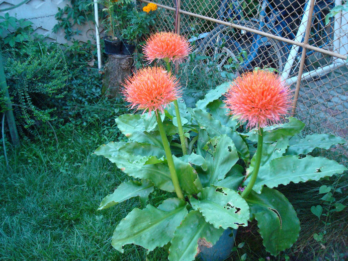 DSC01307 - FLORI IN GRADINA MEA