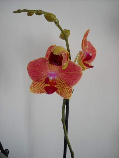 27.feb.2012 - 2012- Orhideea