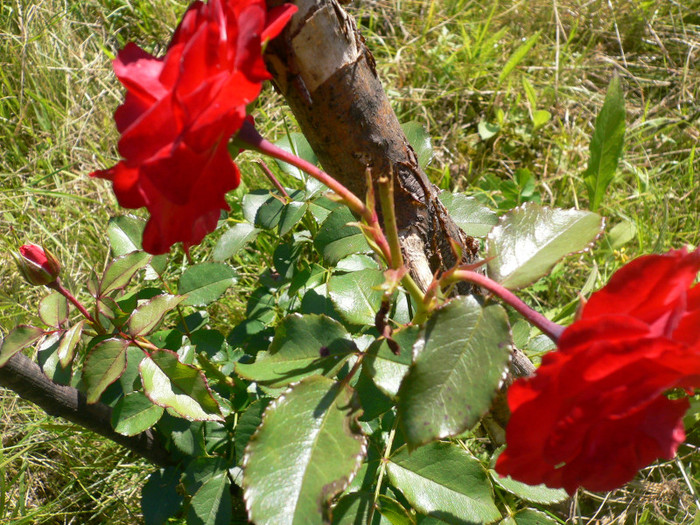 Planten un Blomen1