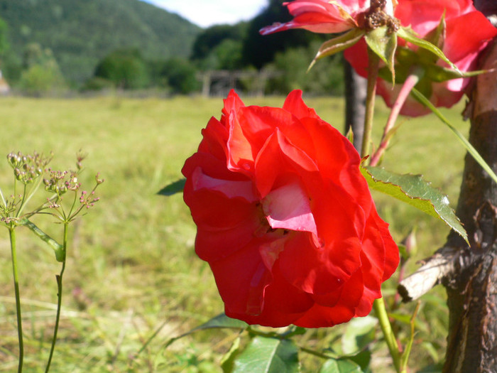 Planten un Blomen6 - Planten un Blomen