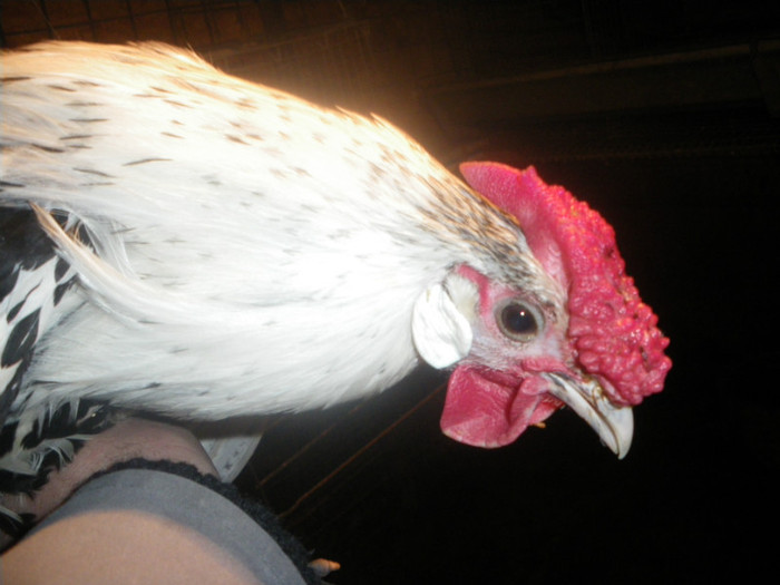 IMGP0424; cocos 2012
