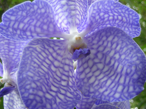 vanda coerulea 27.02.12 - Orhidee 2012