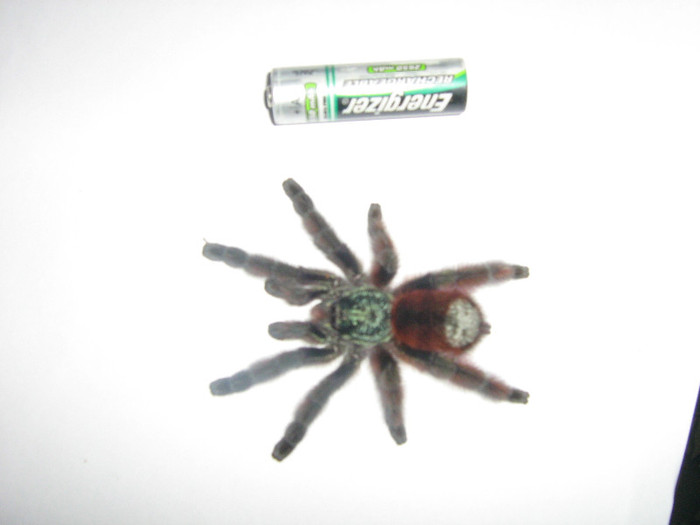 avicularia versicolor - tarantule