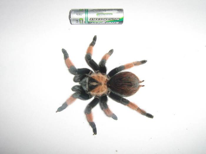 brachypelma emilia - tarantule