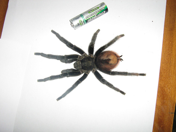 lasiodora parahybana - tarantule