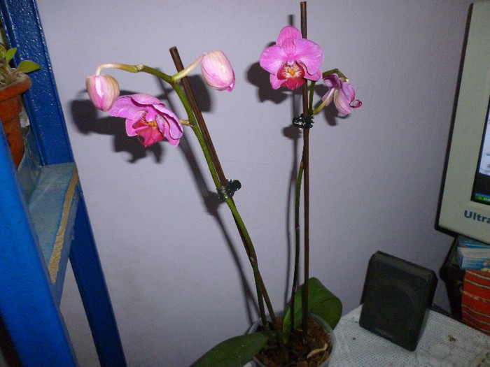 P1000096 - flori iarna 2011-2012