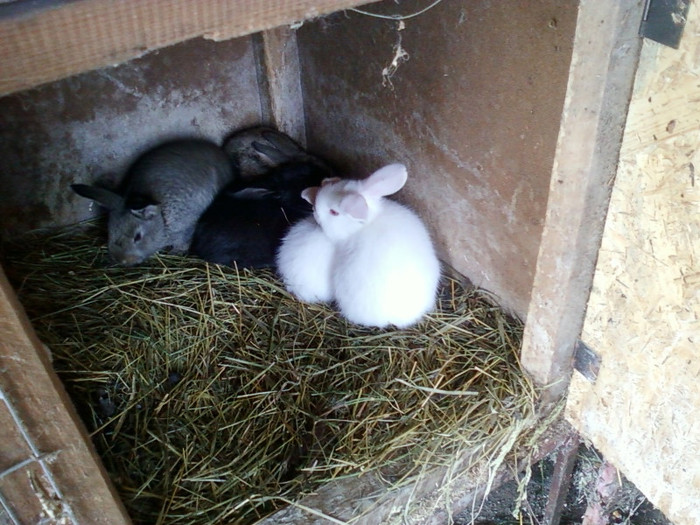 pui hibrizi 2011 - o parte din iepurii din 2011