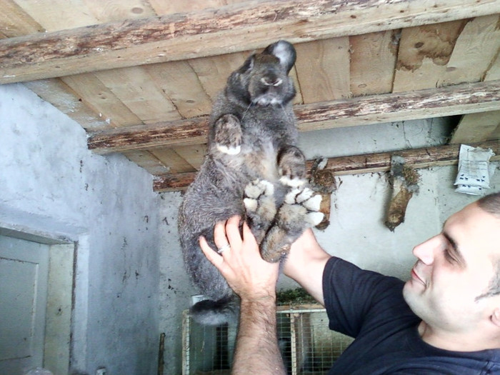 MICUTZU MASCUL GRIFIER - o parte din iepurii din 2011