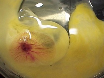 5 - dezvoltare embrionara gaina