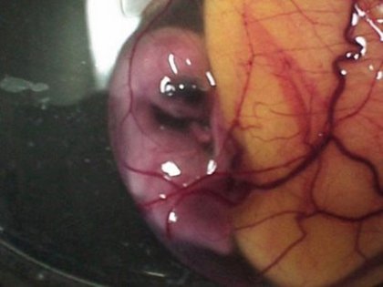 12 - dezvoltare embrionara gaina
