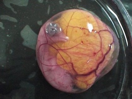 13 - dezvoltare embrionara gaina