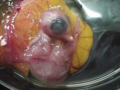 14 - dezvoltare embrionara gaina