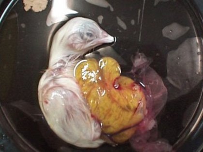 16 - dezvoltare embrionara gaina