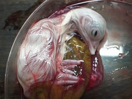 17 - dezvoltare embrionara gaina