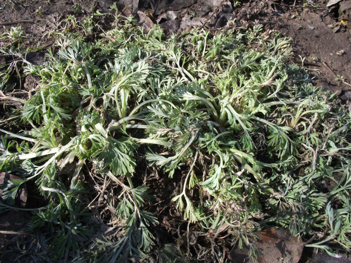 mac californian-a rezistat sub zapada