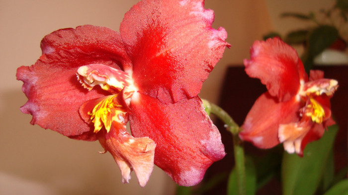 am si parfum - februarie