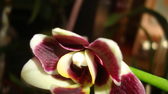 DSC05359 - februarie