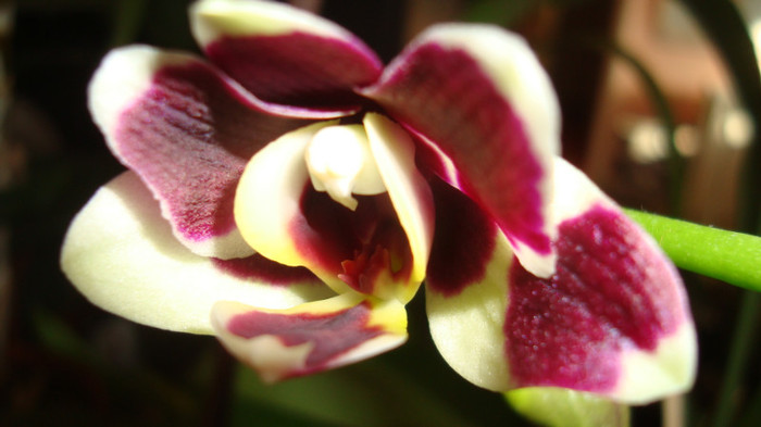 DSC05360 - februarie