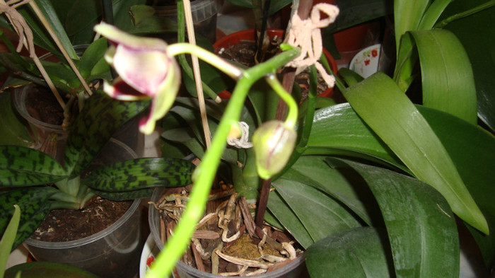 DSC05361 - februarie