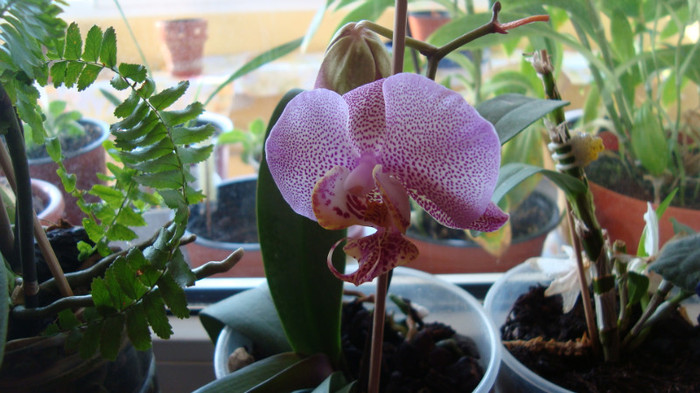 DSC05362 - februarie