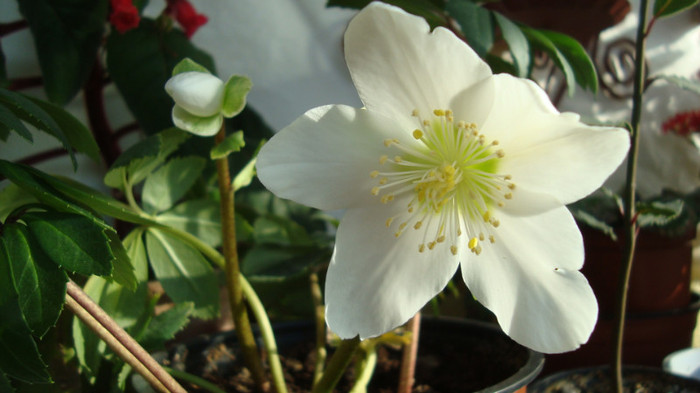 DSC05376 - februarie