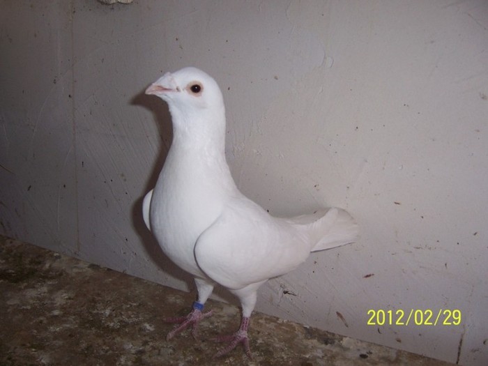 Voiajor mascul alb - Porumbei Voiajori