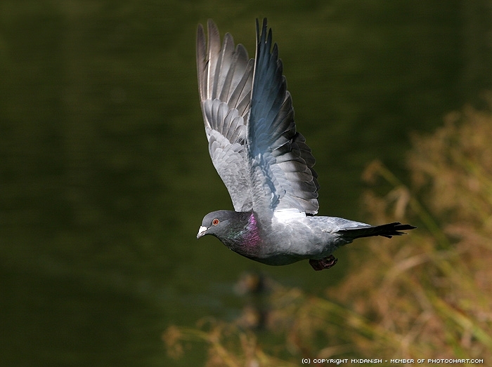 pigeon - Porumbei Voiajori