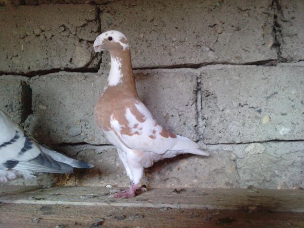 German alb pe galben