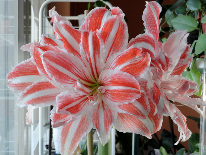 Dancing Queen- a doua tija - Amaryllis f