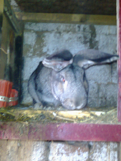 mascul 2; un an si o luna
