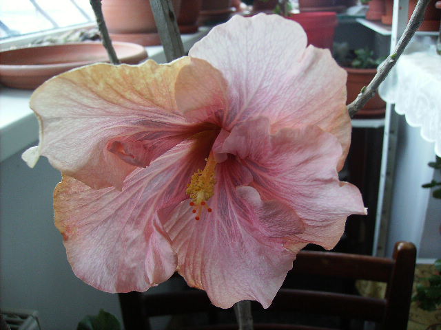 hibiscus sf.februarie - flori la inceput de februarie si sfarsit de februarie 2012