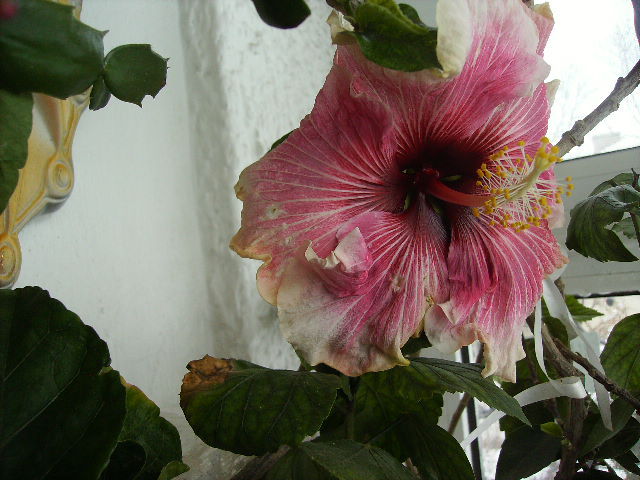 hibiscus sf.februarie - flori la inceput de februarie si sfarsit de februarie 2012
