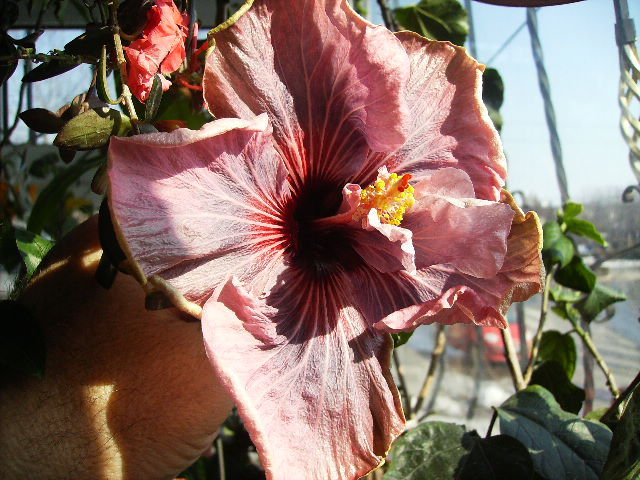 hibiscus sf.februarie