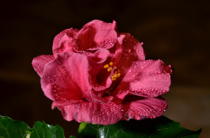 DSC_0541 - 2012-HIBISCUS