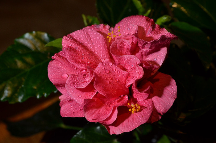 DSC_0543 - 2012-HIBISCUS