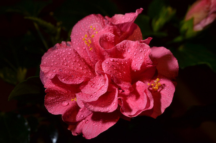 DSC_0546 - 2012-HIBISCUS