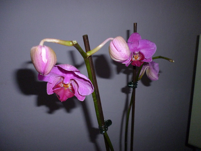 P1000097 - flori iarna 2011-2012