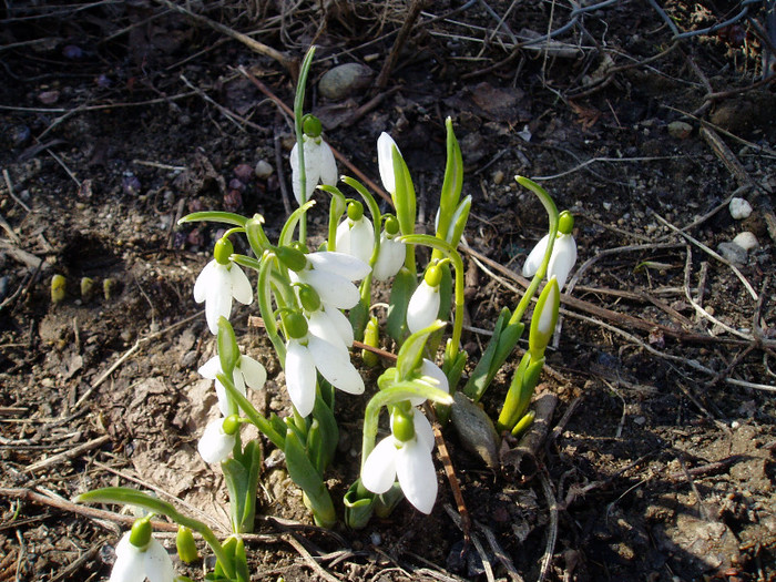 Un martisor pentru voi - Primavara