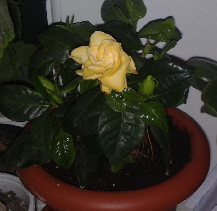 gardenia