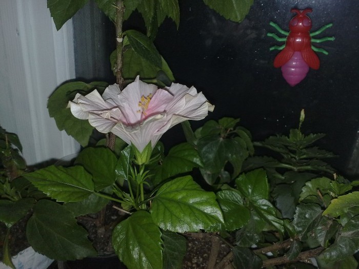 51