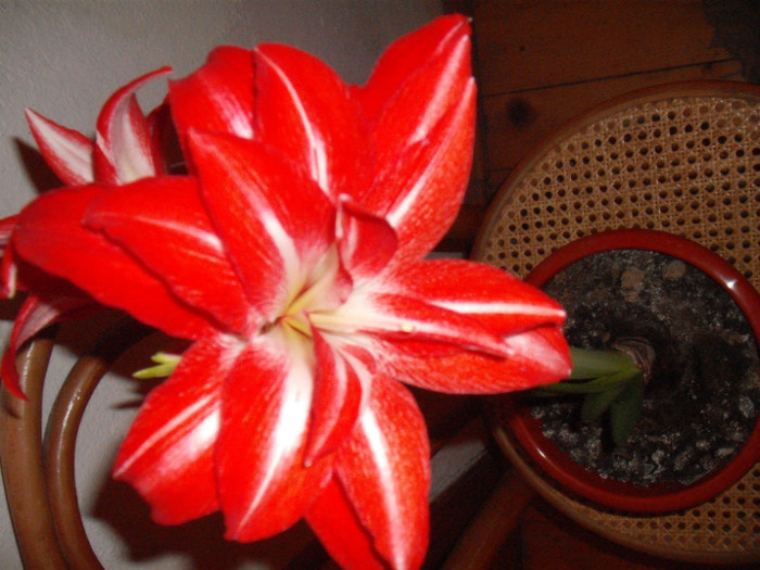 Splash - Amaryllis 2012