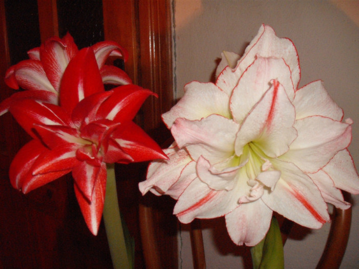 Aphrodite si Splash - Amaryllis 2012