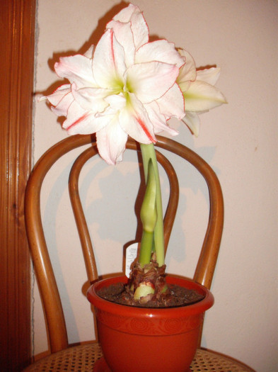 Aphrodite - Amaryllis 2012