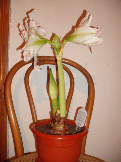 Aphrodite - Amaryllis 2012