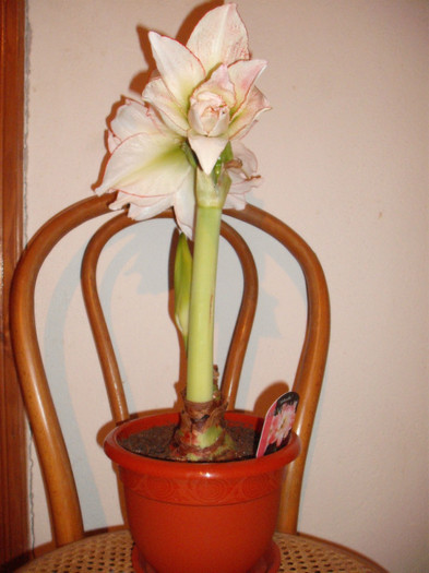 Picture 719 - Amaryllis 2012