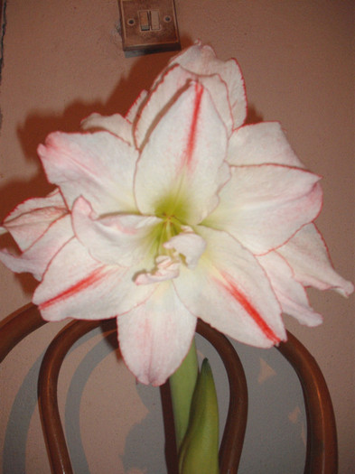 Picture 721 - Amaryllis 2012