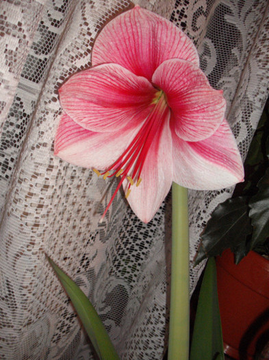 Purple Rain de la Bakker - Amaryllis 2012