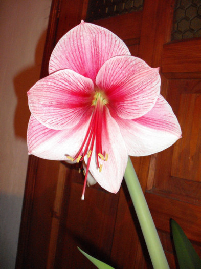 Picture 104 - Amaryllis 2012