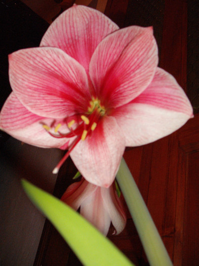 Picture 105 - Amaryllis 2012