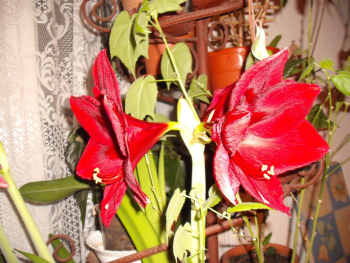 Picture 113 - Amaryllis 2012